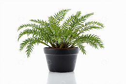 黑色花盆中的绿色蕨类植物