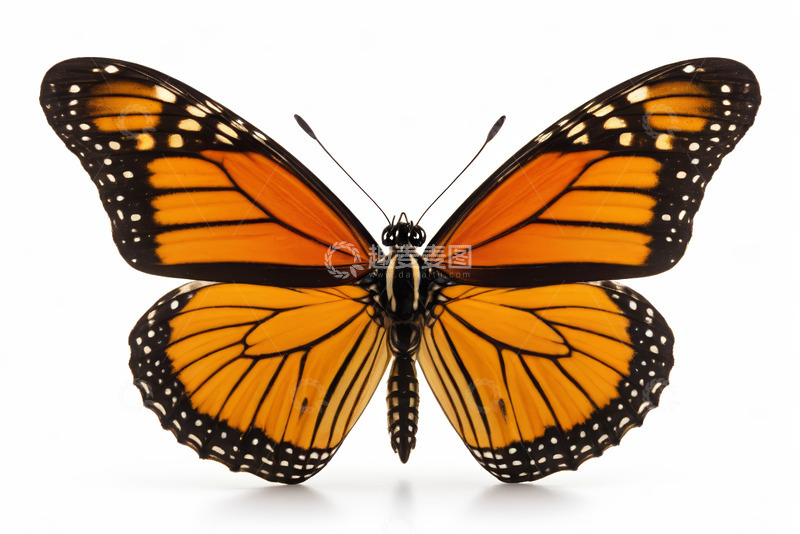 高清大图下载【趣麦麦图】橙黑相间蝴蝶特写
