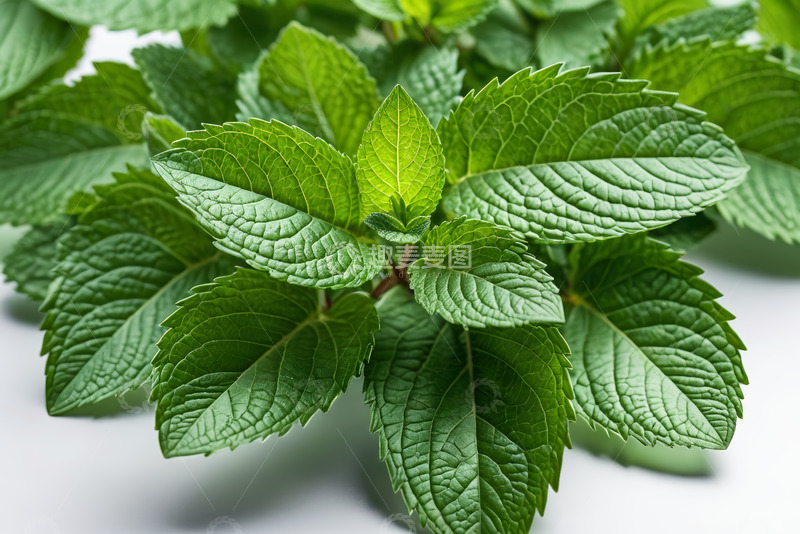 高清大图下载【趣麦麦图】新鲜薄荷叶特写