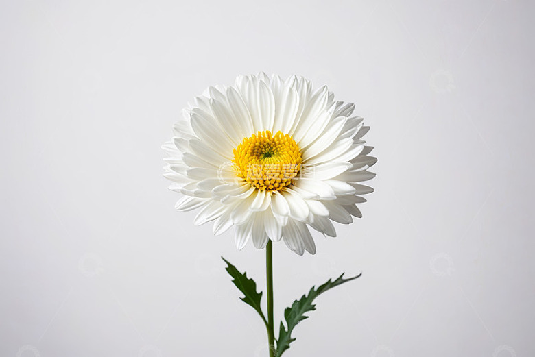 白色雏菊特写