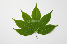 绿色单枚树叶特写素材