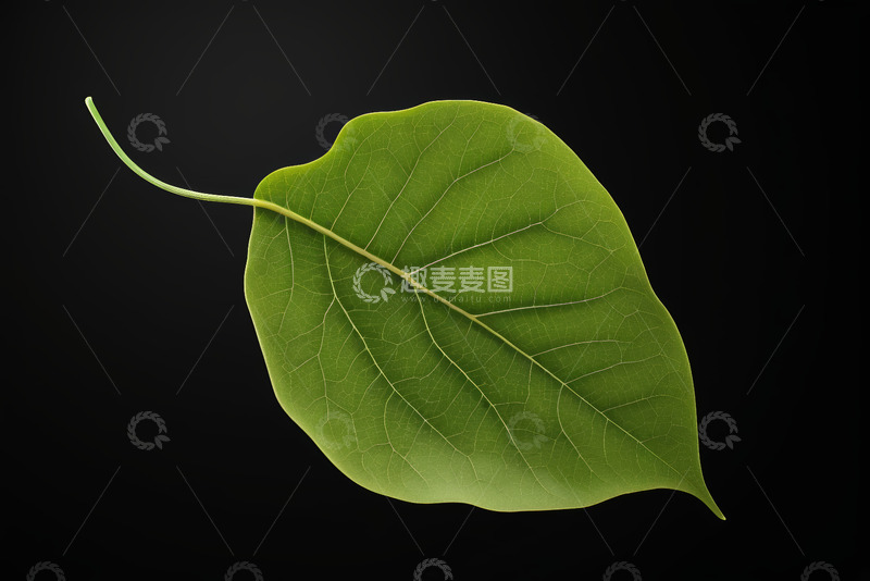 高清大图下载【趣麦麦图】单枚绿色叶片特写