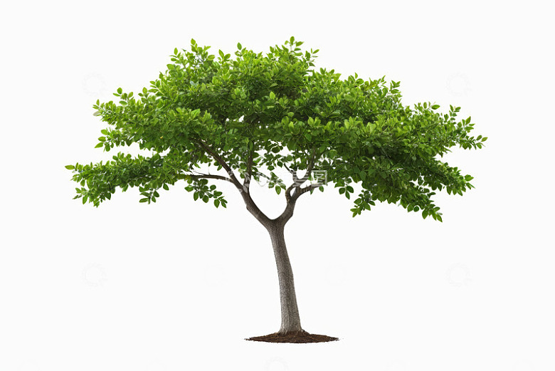 独立绿植树木素材