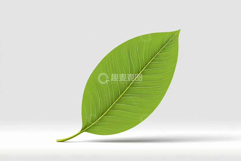 高清大图下载【趣麦麦图】绿色单叶特写素材