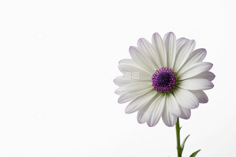 高清大图下载【趣麦麦图】白色雏菊花特写