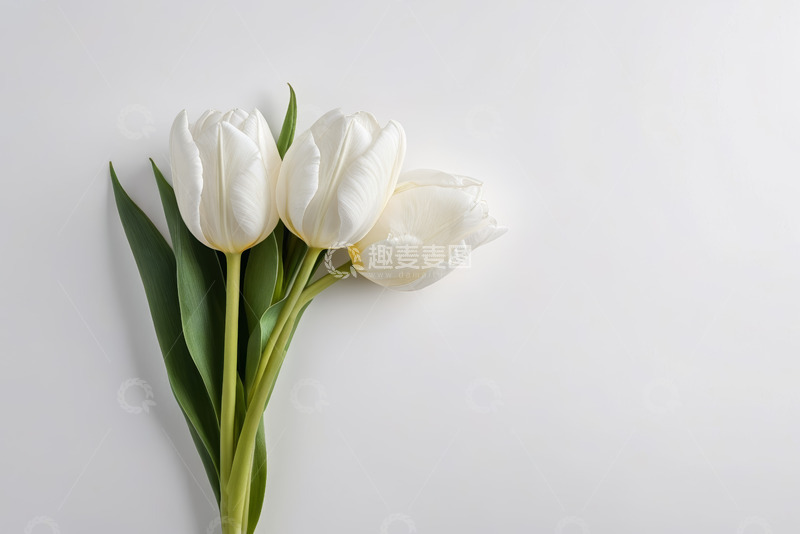 高清大图下载【趣麦麦图】白色郁金香花卉静物