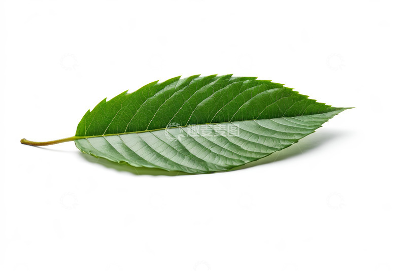 高清大图下载【趣麦麦图】单片绿叶特写