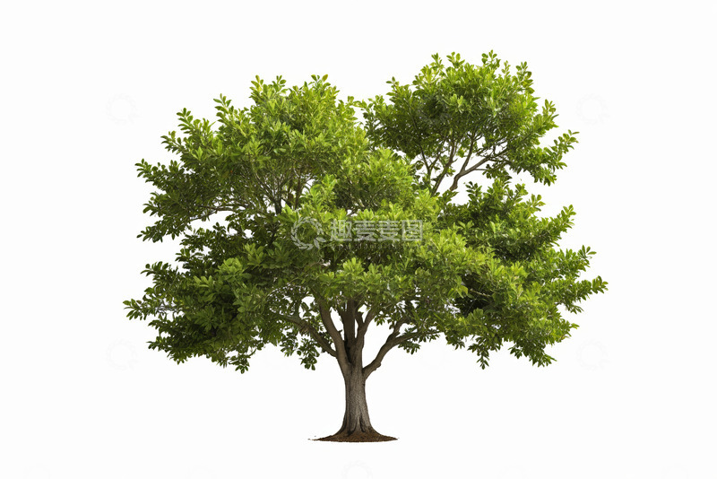 高清大图下载【趣麦麦图】白色背景下的绿色树木