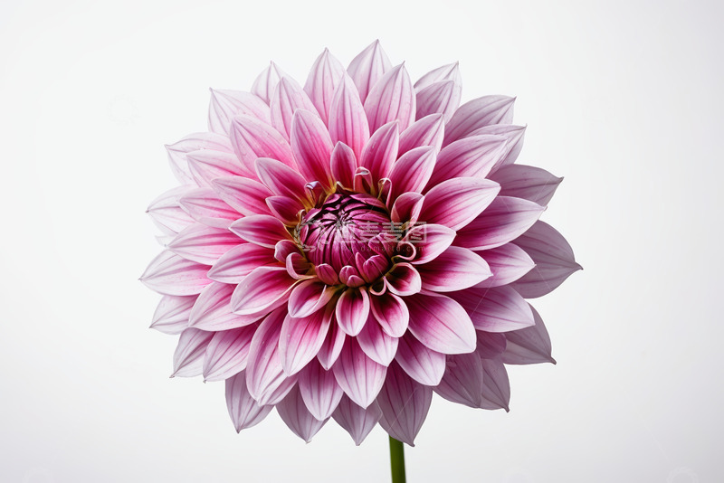 高清大图下载【趣麦麦图】粉色大丽花特写素材