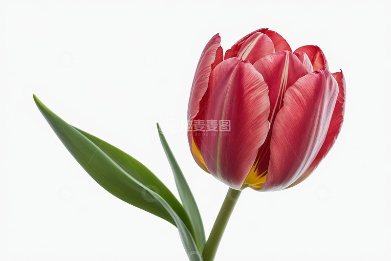 高清大图下载【趣麦麦图】红色郁金香特写