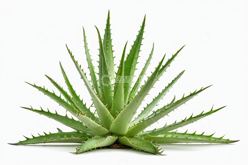 高清大图下载【趣麦麦图】绿色芦荟特写