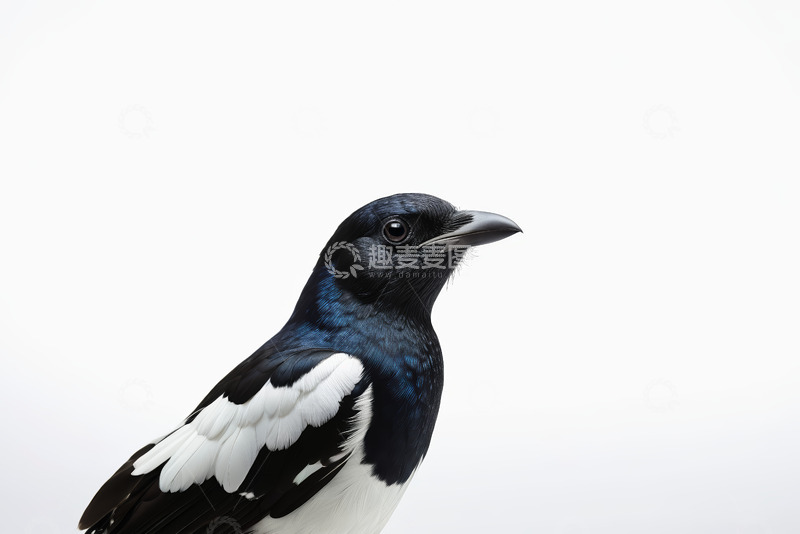高清大图下载【趣麦麦图】黑白羽毛鸟类特写
