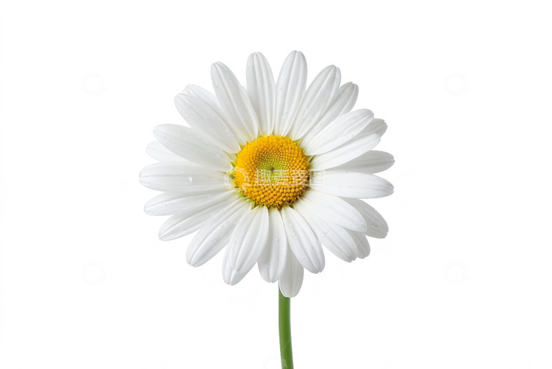 高清大图下载【趣麦麦图】白色雏菊特写