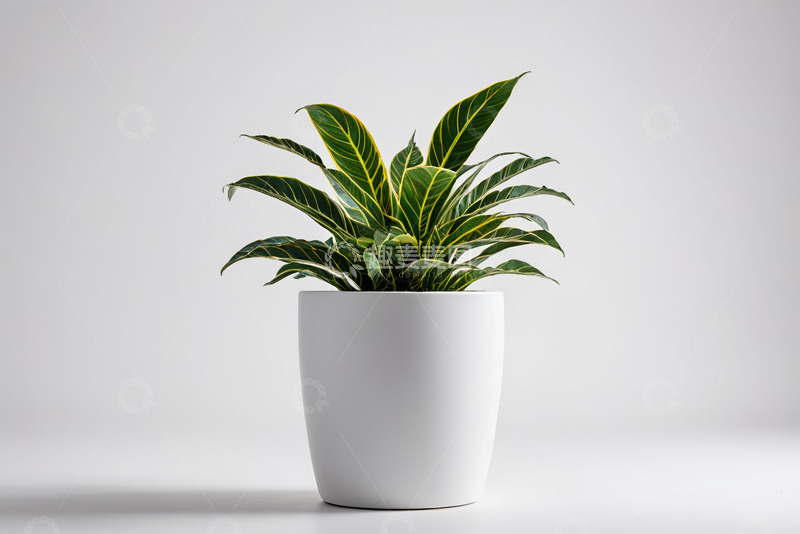 高清大图下载【趣麦麦图】白色花盆中的绿色植物