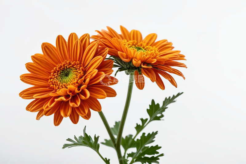 高清大图下载【趣麦麦图】两朵橙色菊花特写