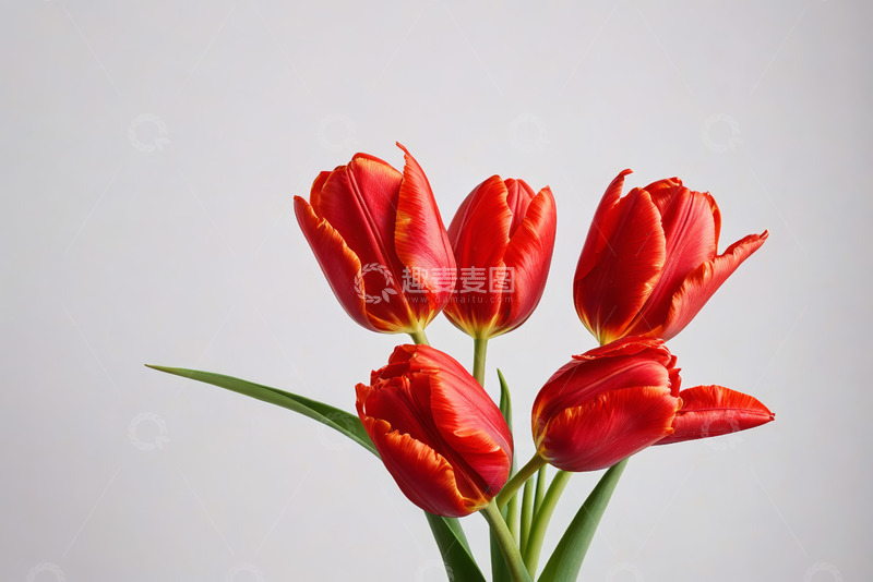 高清大图下载【趣麦麦图】红色郁金香特写