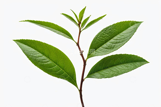 绿色植物枝叶特写