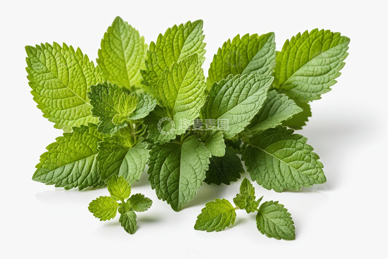 高清大图下载【趣麦麦图】新鲜薄荷叶特写
