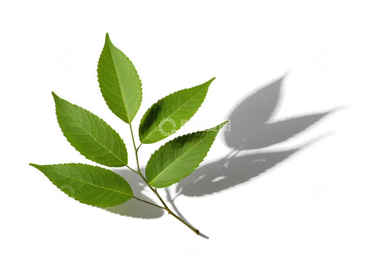 高清大图下载【趣麦麦图】绿色树叶特写