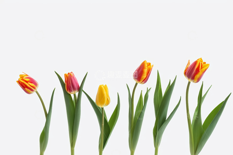高清大图下载【趣麦麦图】红黄相间郁金香特写