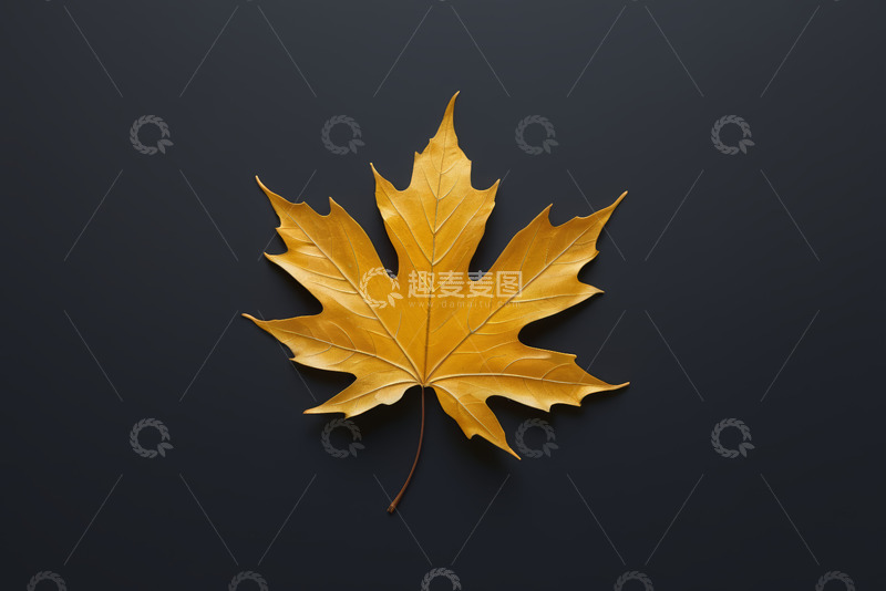高清大图下载【趣麦麦图】黑色背景上的金黄枫叶