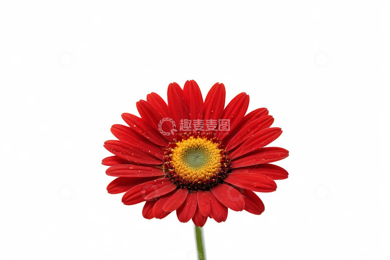 高清大图下载【趣麦麦图】红色单朵非洲菊特写