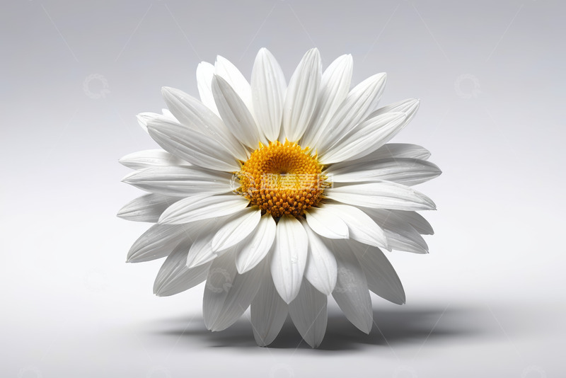 高清大图下载【趣麦麦图】白色雏菊特写
