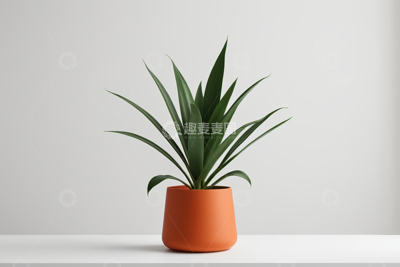 高清大图下载【趣麦麦图】橙色花盆中的绿色植物