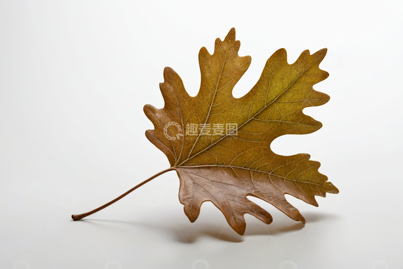 高清大图下载【趣麦麦图】单片枯黄橡树叶特写