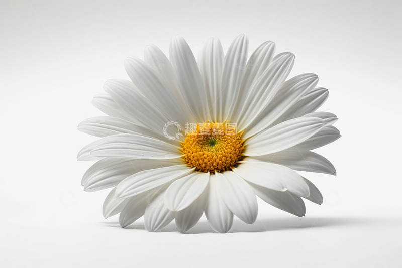 高清大图下载【趣麦麦图】白色雏菊特写