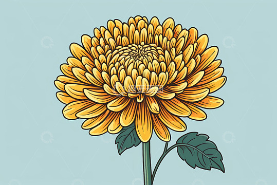 黄色菊花插画