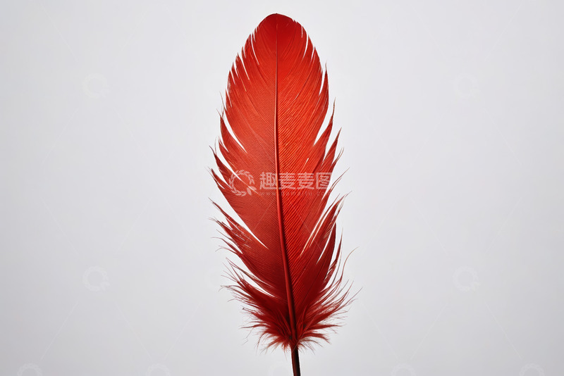 高清大图下载【趣麦麦图】红色羽毛微距特写