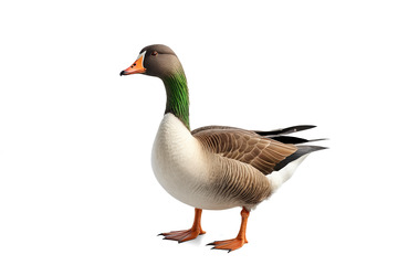 站立的鹅动物素材