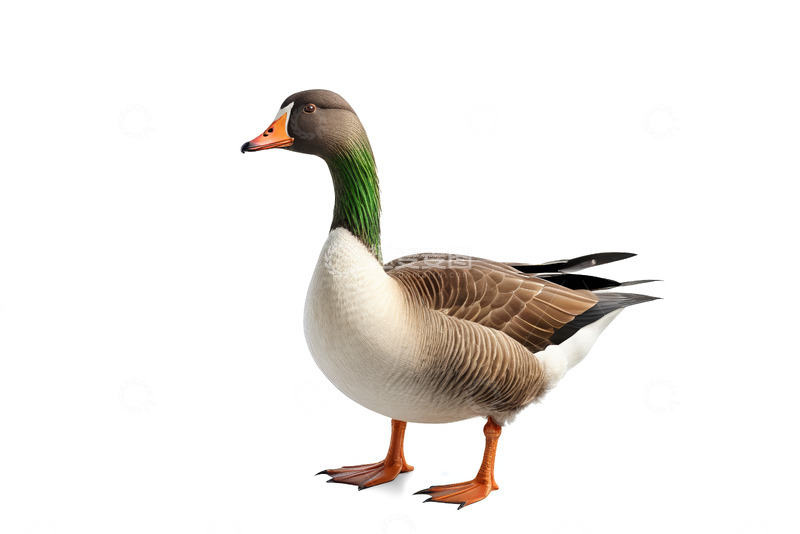 高清大图下载【趣麦麦图】站立的鹅动物素材