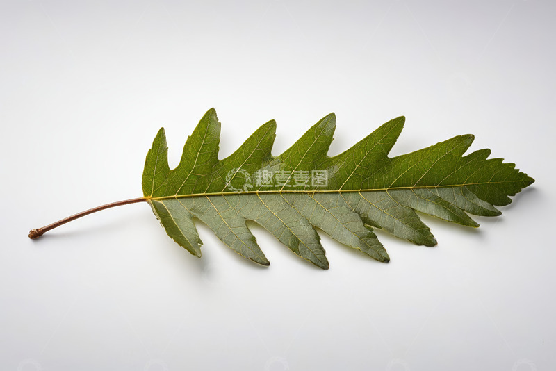 高清大图下载【趣麦麦图】单枚绿色树叶特写