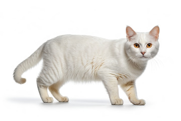 白色猫咪站立姿态特写