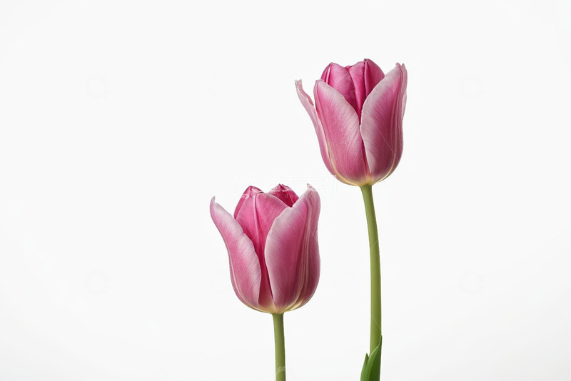 高清大图下载【趣麦麦图】两朵粉色郁金香特写