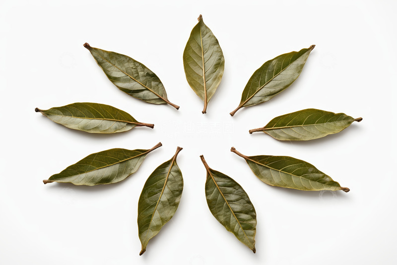 高清大图下载【趣麦麦图】白色背景上的绿色植物叶片