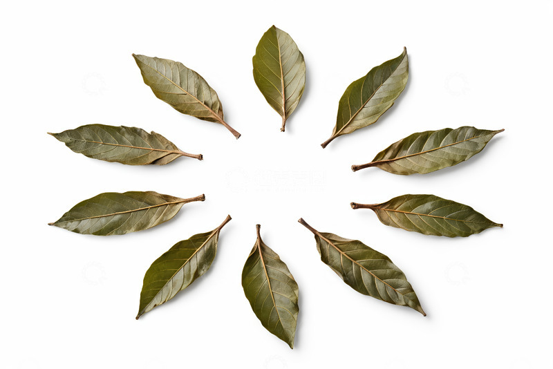 高清大图下载【趣麦麦图】圆形排列的绿色植物叶片