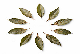 圆形排列的绿色植物叶片