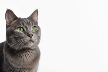 灰猫绿眼特写
