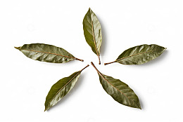 白色背景上的绿色植物叶片