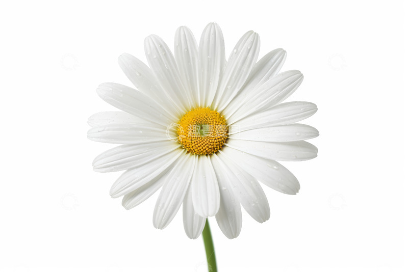 高清大图下载【趣麦麦图】白色雏菊特写