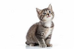 可爱小猫咪抬头特写