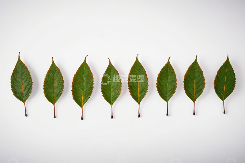 高清大图下载【趣麦麦图】白色背景上排列的绿色树叶