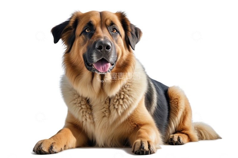 高清大图下载【趣麦麦图】趴卧的长毛狗特写