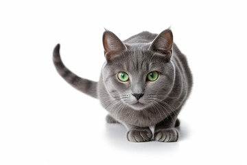 灰猫特写