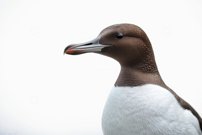 高清大图下载【趣麦麦图】特写海鸟头部与喙部