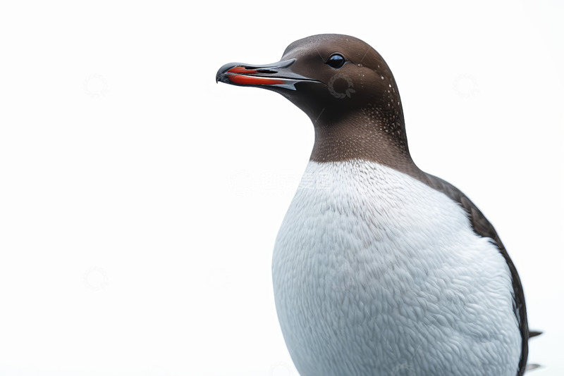 高清大图下载【趣麦麦图】海鸟特写素材