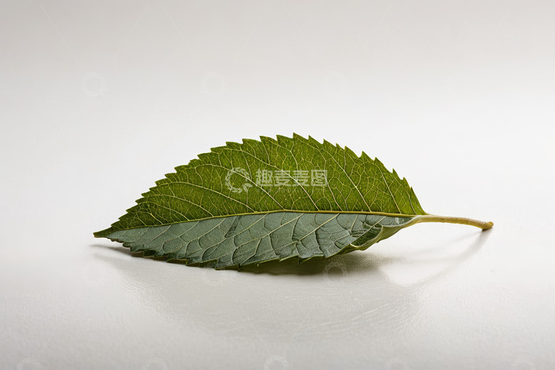 高清大图下载【趣麦麦图】绿色植物叶子特写素材